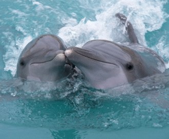 Inteligenta delfinilor