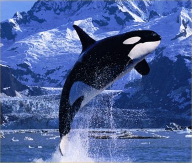 Orca, balena ucigasa