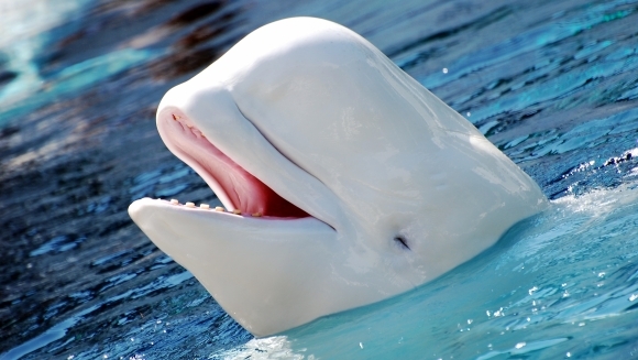 Beluga sau balena albă (Delphinapterus leucas)