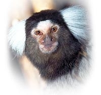 Paternitate model la o specie de maimute                                                            