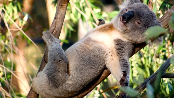 Urşii Koala – la fel de leneşi atunci când se înmulţesc?