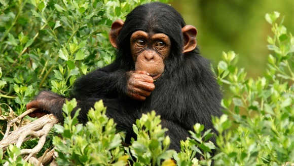 5 lucruri şocante despre cimpanzei