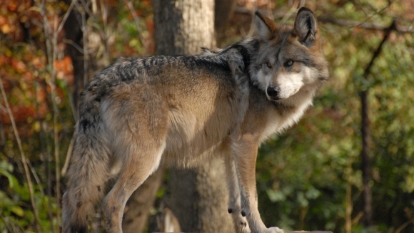 Primii pui de lup mexican, născuţi în Mexic