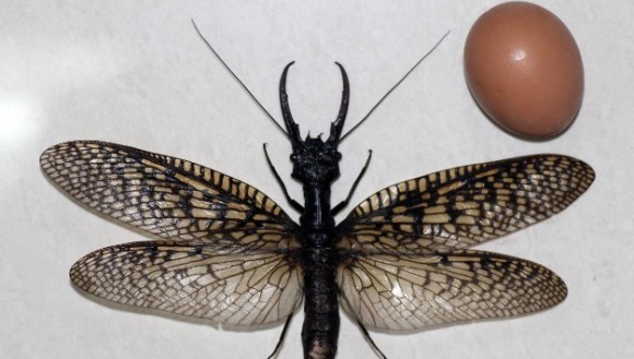 Cea mai mare insectă acvatică a fost găsită în China