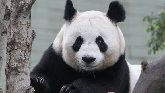 S-a confirmat: Ursoaica Tian Tian este gravidă
