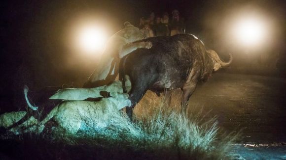 Un grup de lei înfometaţi a atacat un bivol lipsit de apărare – Foto