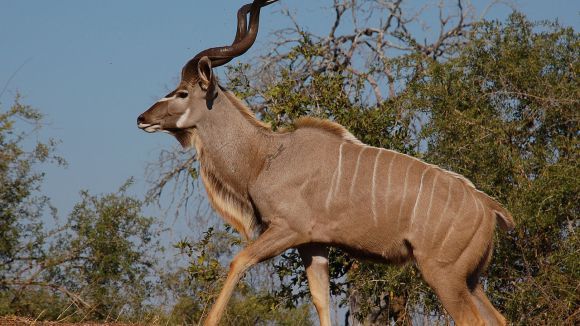 5 specii de antilope africane de care nici nu ai auzit
