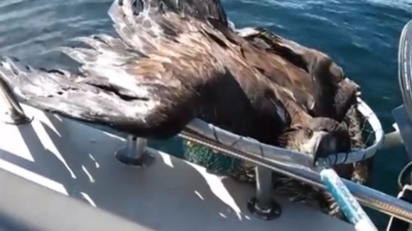 Emoţionant: un pescar salvează de la înec un vultur  - Video