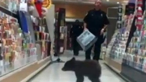 Ursul ieşit la shopping