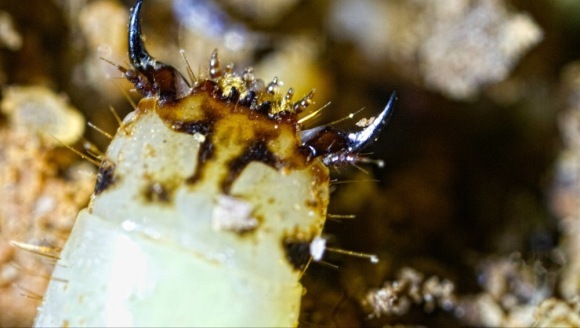 Descoperirea misterioasă: viermi strălucitori în pădurile peruviene