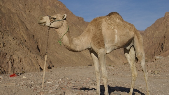 Să cunoaştem mai bine dromaderul (camelus dromaderius)