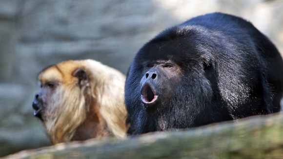 Maimuțele urlătoare - cele mai gălăgioase maimuţe