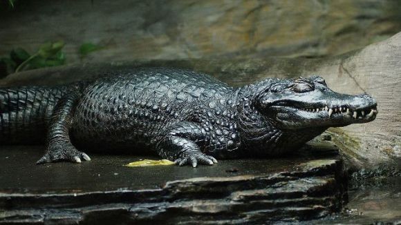 Mutaţii incredibile: animale care suferă de melanism - Galerie Foto