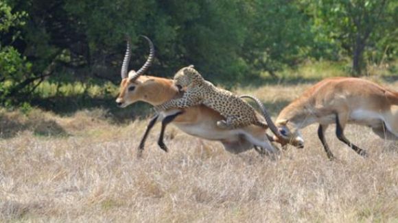 În lupta dintre două antilope intervine un leopard. Finalul