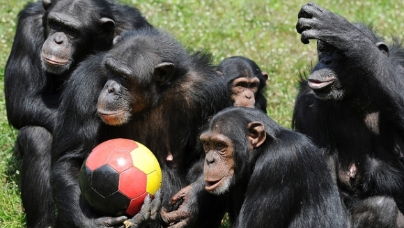 Cimpanzeii trebuie consideraţi persoane? Ce a hotărât un tribunal american