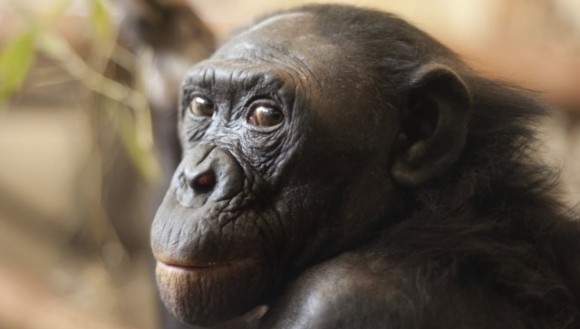 Prima naştere a unei maimuţe bonobo în sălbăticie, sub privirile oamenilor