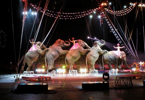 Cruzime fără margini: 4 poveşti incredibile ale animalelor salvate de la circ