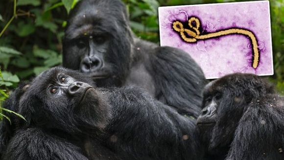 Ebola a omorât o treime dintre gorile și cimpanzei