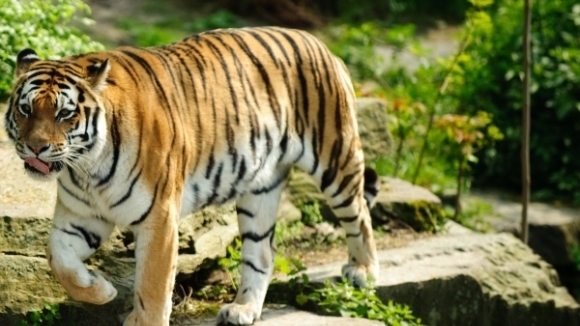 Veste bună: a crescut numărul tigrilor din India