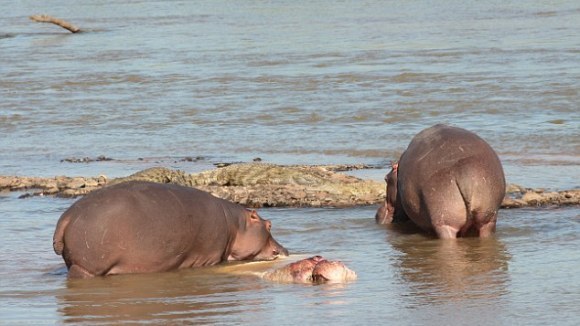 Primul caz de canibalism la hipopotami suprins în imagini