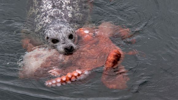 Lupta dintre o caracatiță uriașă și o focă, în fotografii incredibile - Galerie Foto