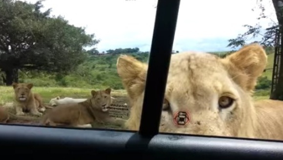 Safari cu emoții. O leoaică deschide ușa mașinii – VIDEO