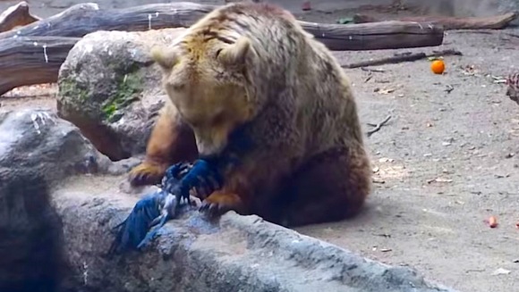 O cioară cade în apă, în fața unui urs. Cum reacționează el? VIDEO