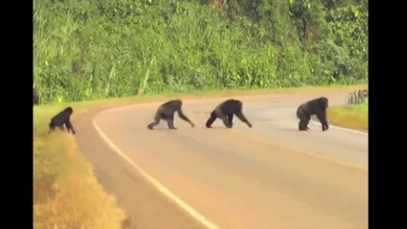 Cimpanzeii din Uganda se uită în ambele părți, atunci când traverseaza strada – VIDEO
