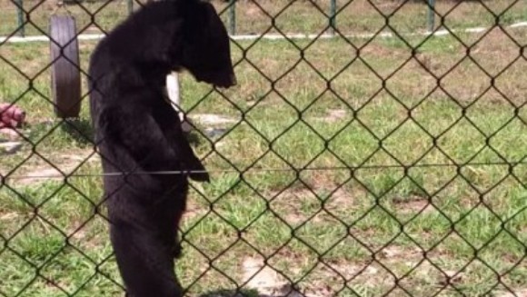 Cruntul adevăr din spatele clipului „amuzant” cu ursul care merge „în picioare” - VIDEO