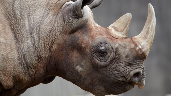 Metodă inedită de salvare a rinocerilor aflați în pragul exctincției