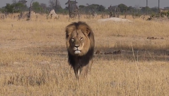 Cel mai cunoscut leu din istorie a fost ucis, iar acum ucigașul său e cel mai căutat om din Zimbabwe