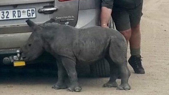 Un puişor de rinocer îmbrăţişează maşinile de pe stradă, confundându-le cu mama lui moartă….