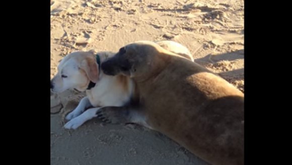 Când un câine de mare îmbrăţişează un câine terestru… VIDEO