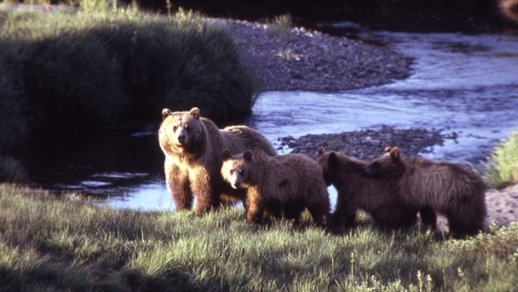 Un urs grizzly care a omorât un alpinist va fi eutanasiat