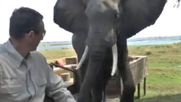 Spaima trăită de doi turiști din Zimbabwe. Ce le-a făcut un elefant lângă care luau cina