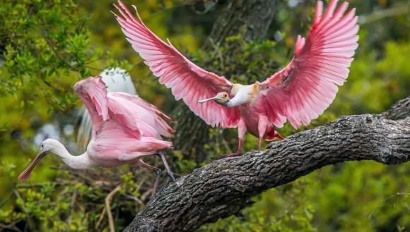 5 animale roz, care te vor face să exclami  „WOW”!