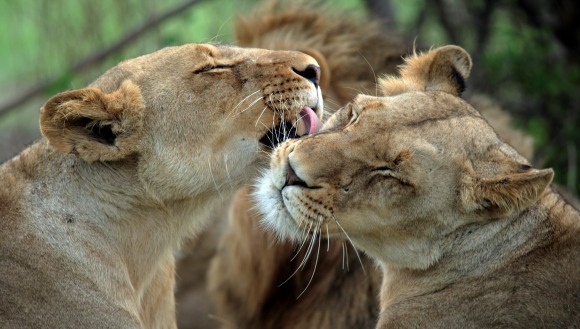 Doi lei au fost împuşcaţi mortal după ce un bărbat dezbrăcat a încercat să îi hrănască cu propriul corp, într-un act de sinucidere