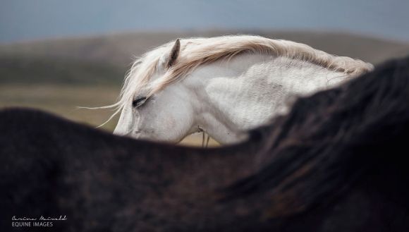 Cai în imagini superbe: „Am fotografiat cai sălbatici și mi-am găsit liniștea” (Galerie foto)