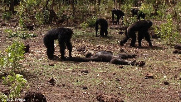 Scene terifiante filmate în lumea animală. Fostul lider al unui grup de cimpanzei a fost torturat şi mâncat când a încercat să-şi recapete poziţia - VIDEO terifiant