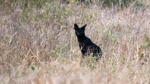 Una dintre cele mai rare pisici sălbatice negre a fost surprinsă în Africa