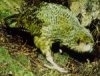 Kakapo sau strigops habroptilus