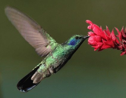 Pasarea colibri
