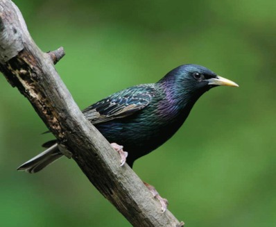 Graurul european (Sturnus vulgaris)