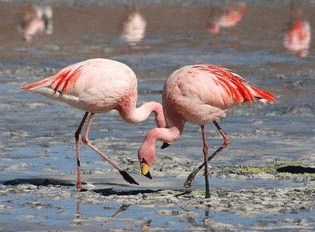 Pasarea flamingo