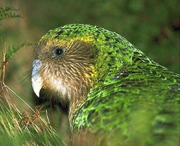 Papagalul Kakapo (Strigops habroptila)