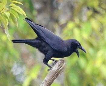 Cioara Banggai (Corvus unicolor)