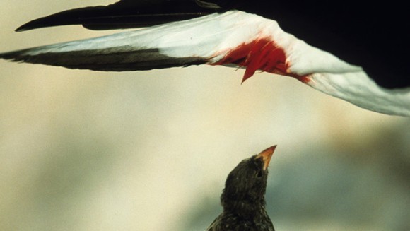 Pasărea vampir – cum se hrăneşte cu sânge VIDEO