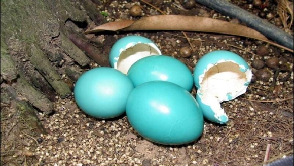 Cele mai spectaculoase ouă din lume: ce pasăre depune aceste ouă uimitoare?