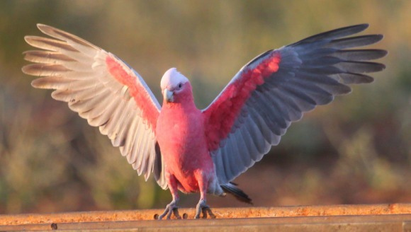 Îngrijirea papagalului Kakadu cu pieptul roz (Galah)