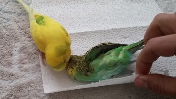 Momentul înduioșător în care un papagal încearcă să își aducă la viață prietenul mort  - VIDEO